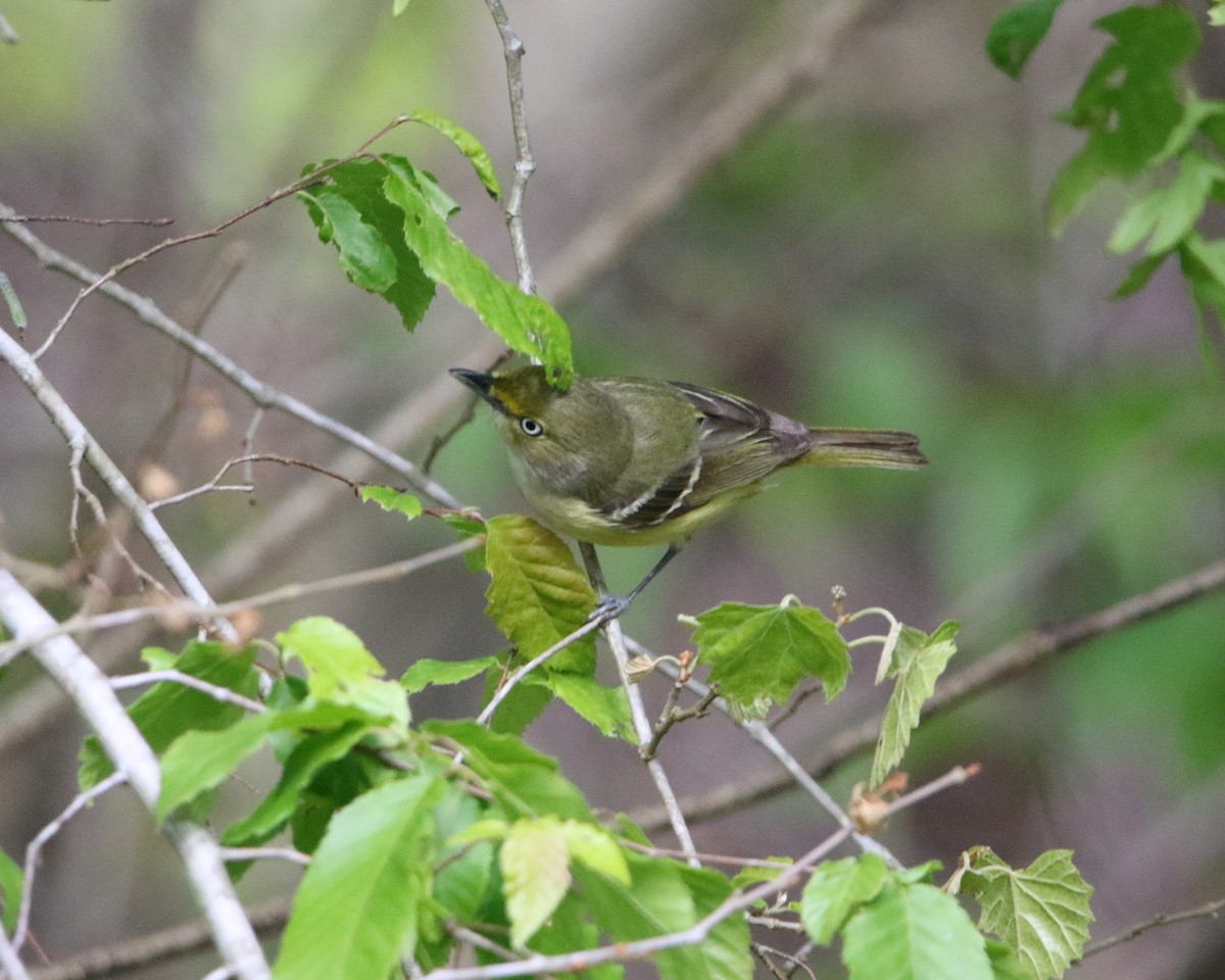 White-eyed Vireo - ML563212451