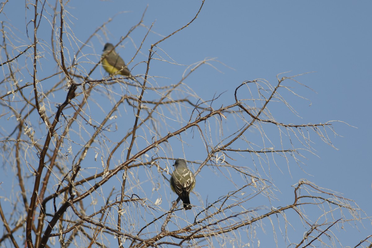 Western Kingbird - ML563212711