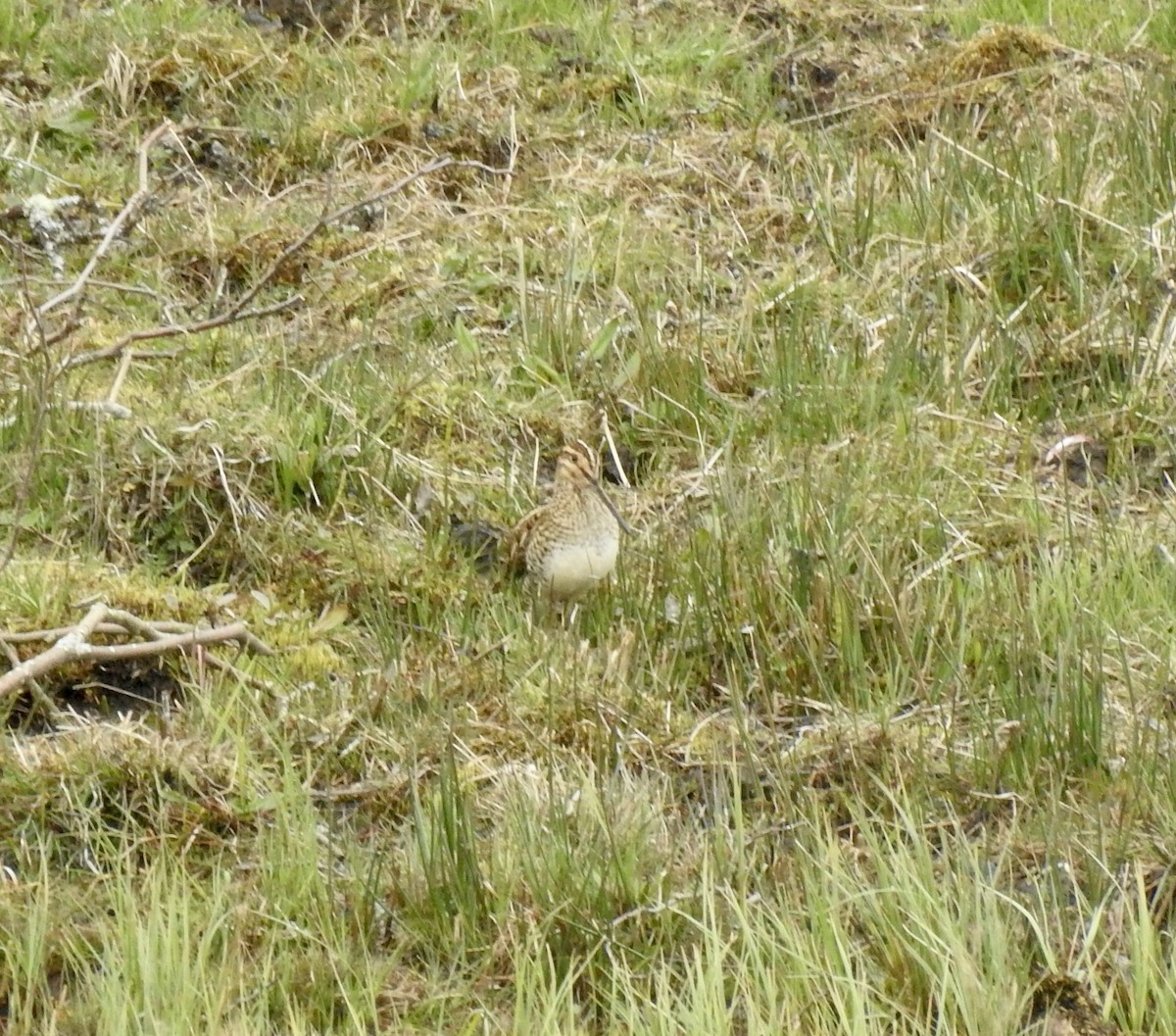 Common Snipe - Jonathan  Dean