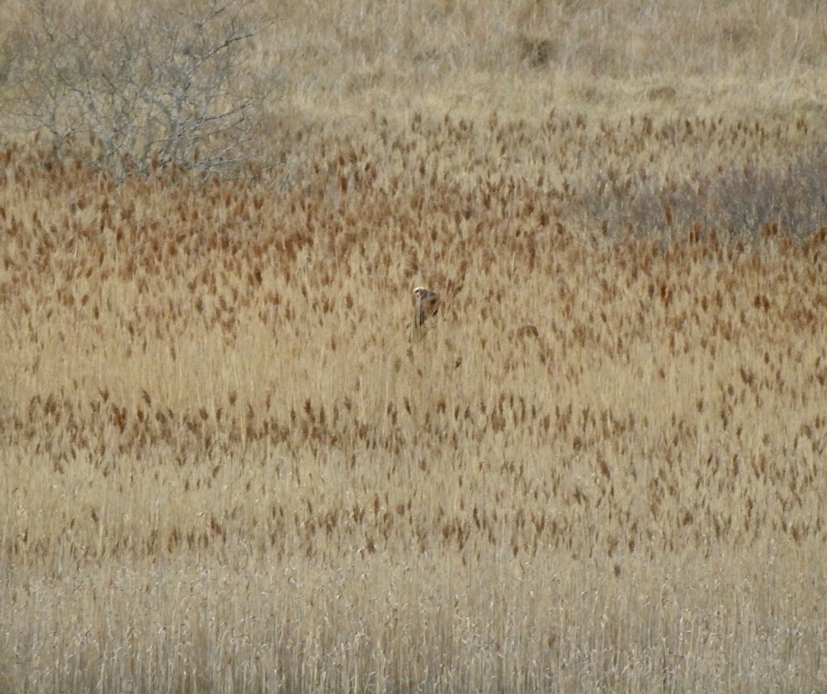 Western Marsh Harrier - ML563213331