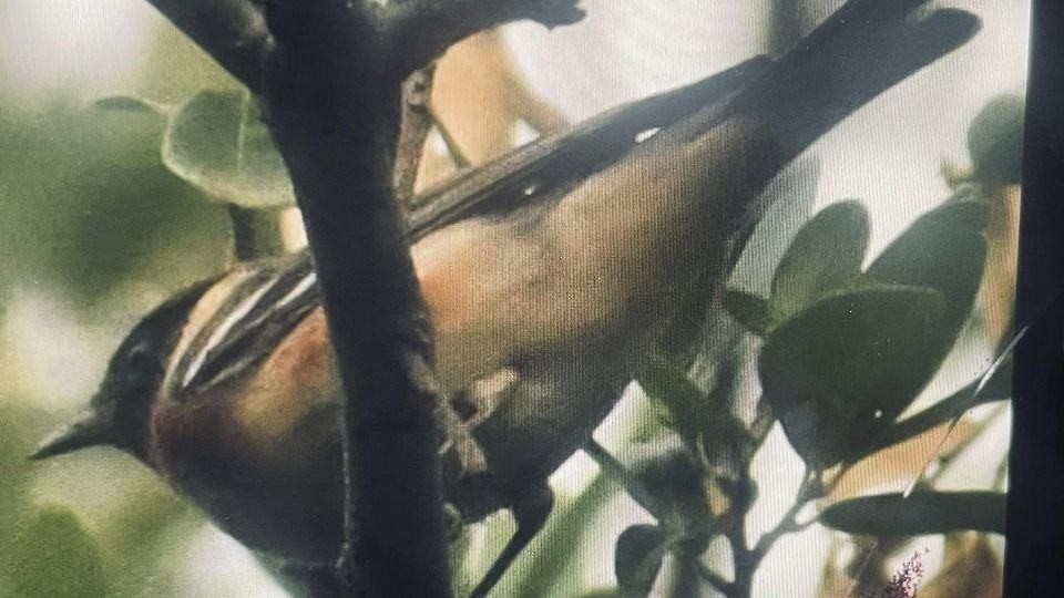 Bay-breasted Warbler - ML563214161