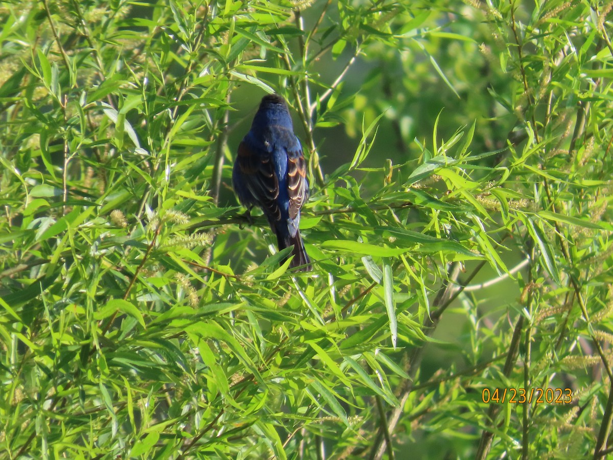 Blue Grosbeak - ML563214911