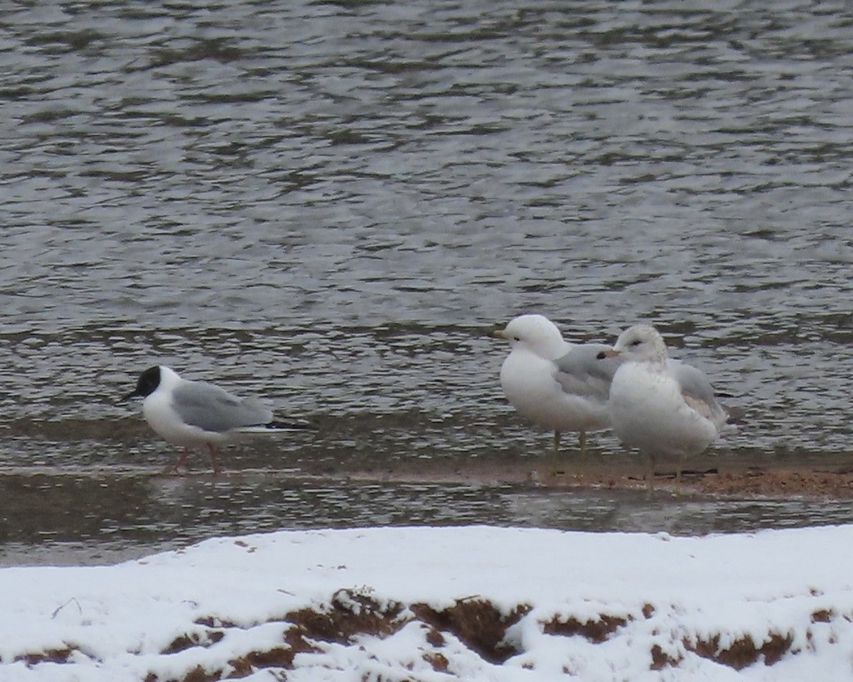 Gabbiano di Bonaparte - ML563215401