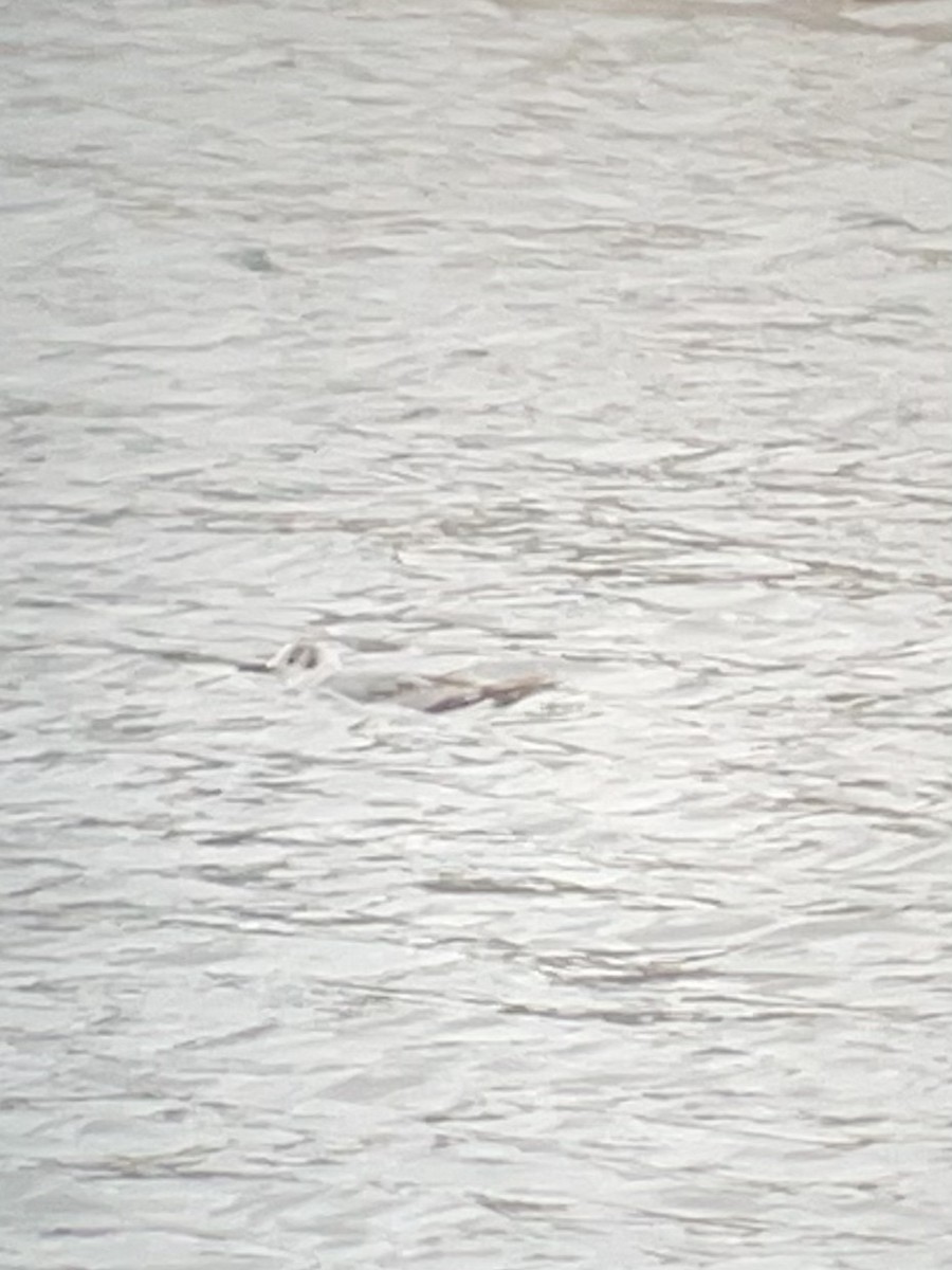 Gabbiano di Bonaparte - ML563215411