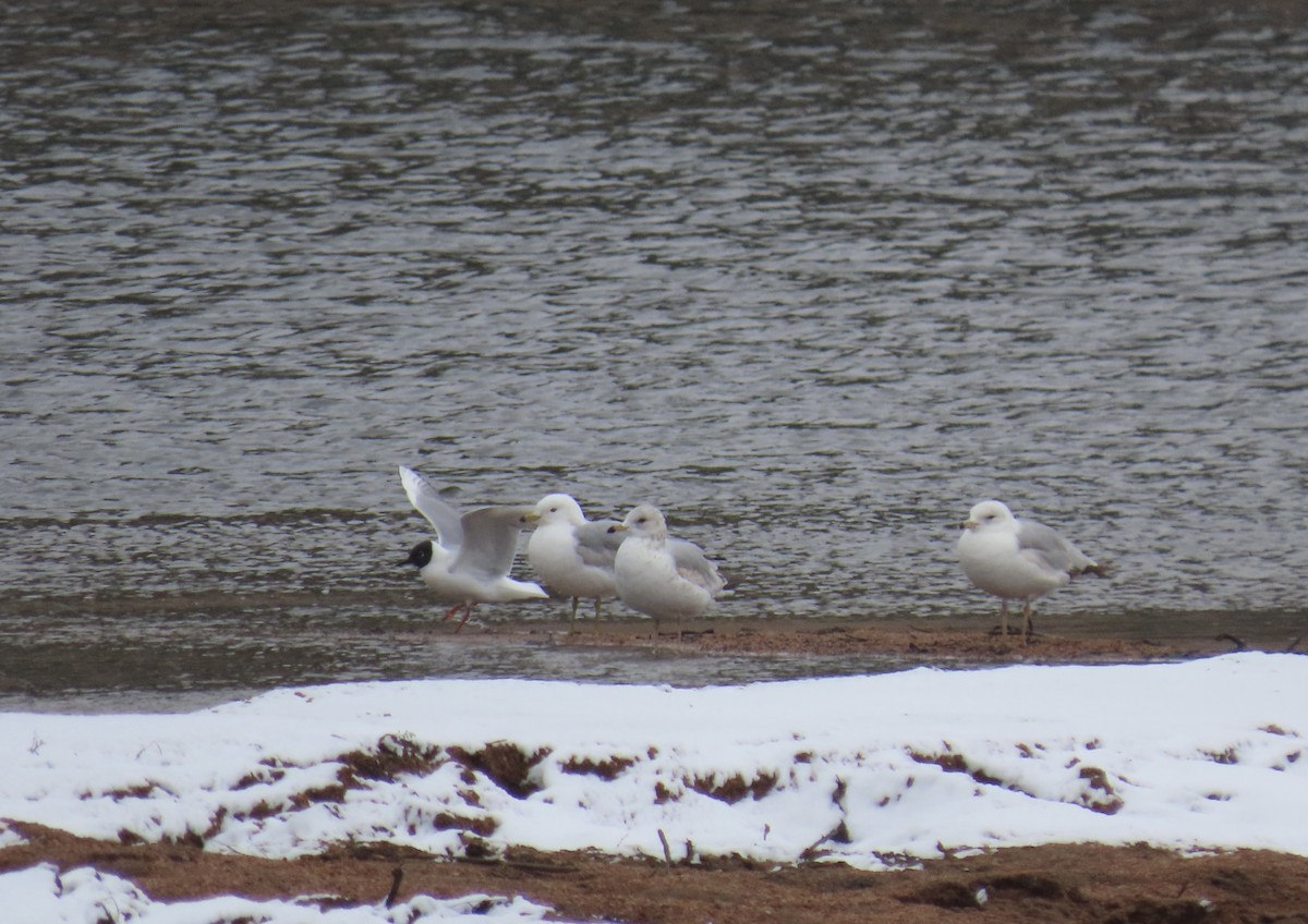 Gabbiano di Bonaparte - ML563215431