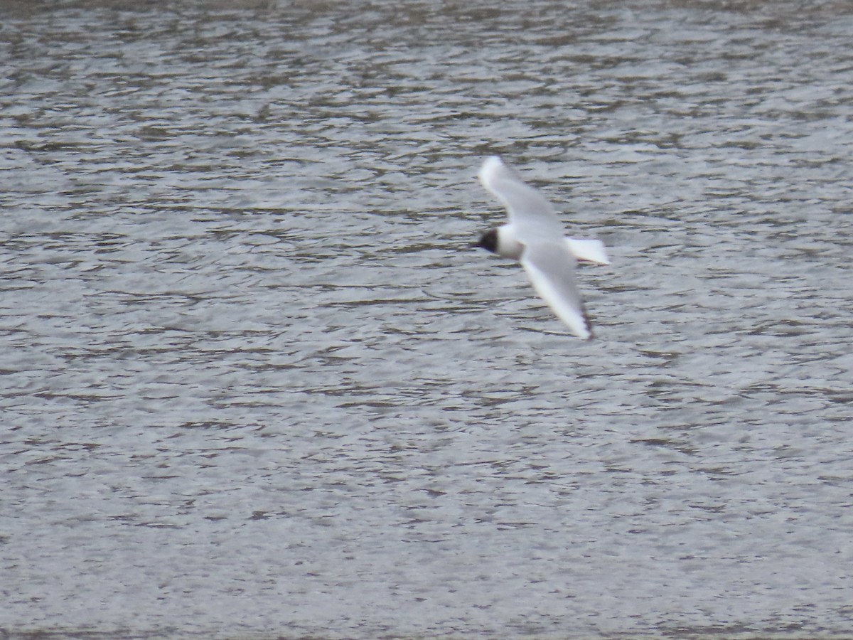 Gabbiano di Bonaparte - ML563215441