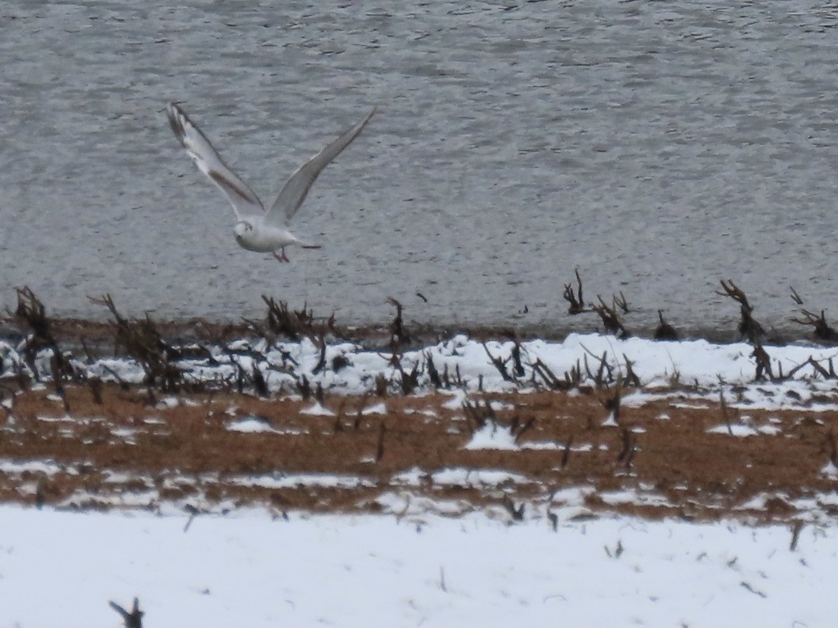 Gabbiano di Bonaparte - ML563215451