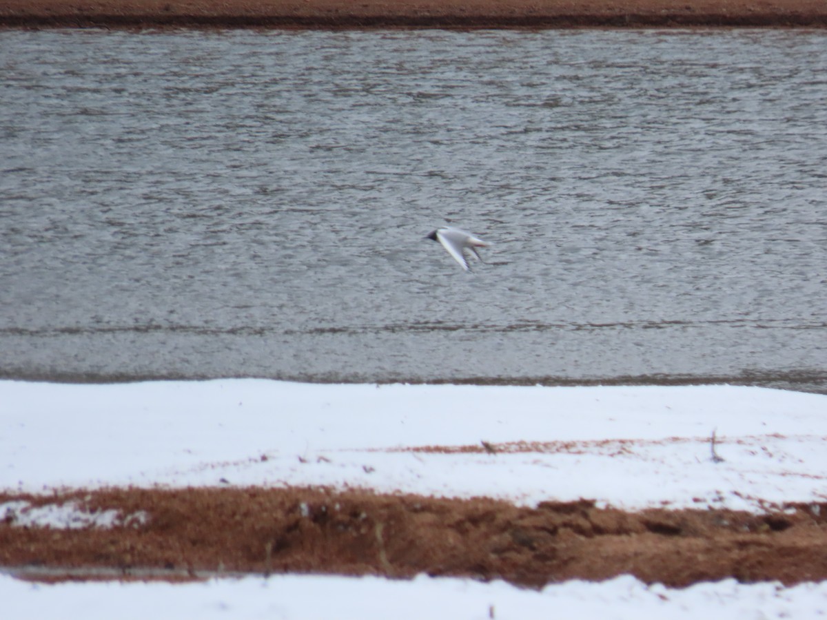 Gabbiano di Bonaparte - ML563215461