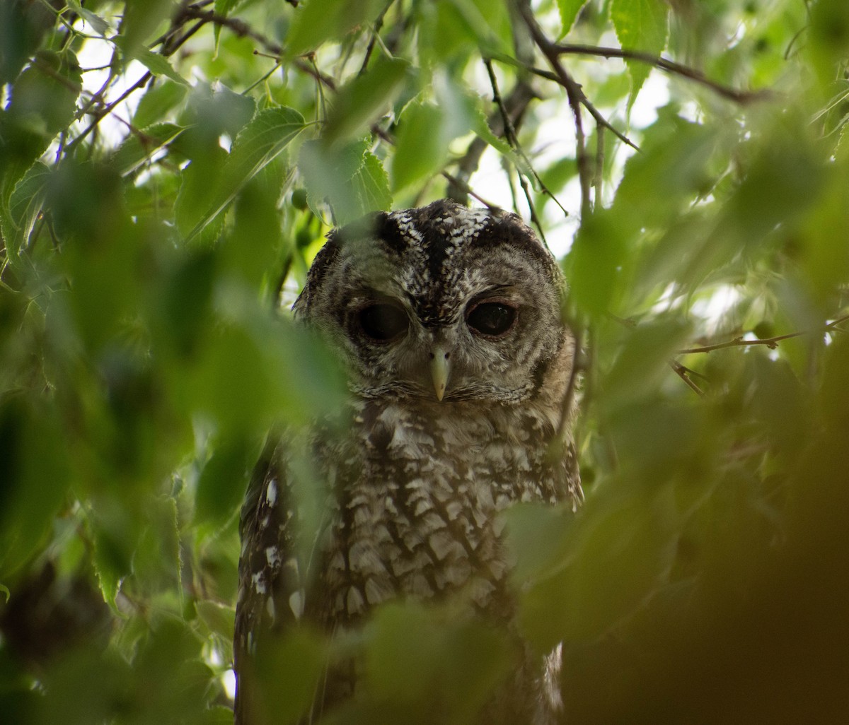 Tawny Owl - ML563215701
