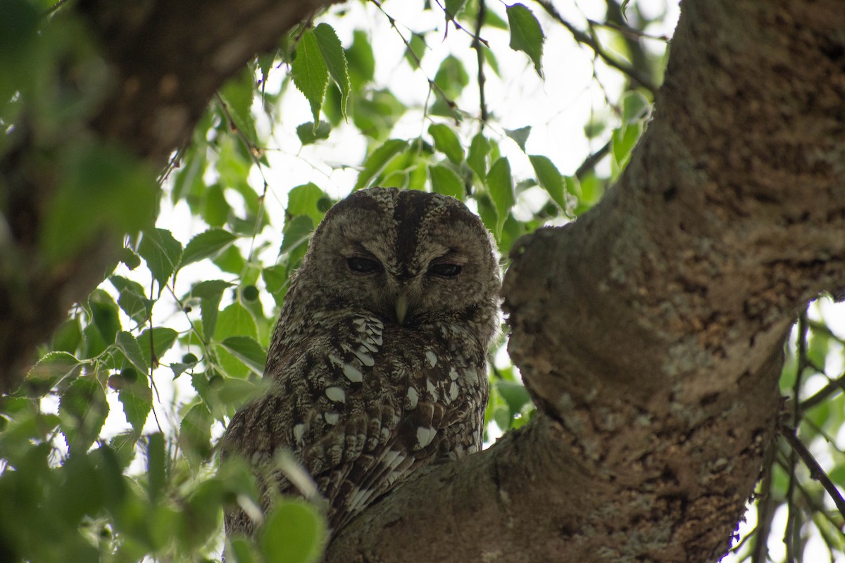 Tawny Owl - ML563215711