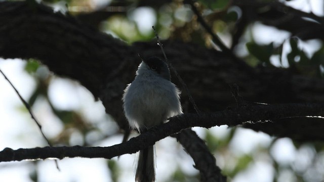 Gobemoucheron à coiffe noire - ML563216821
