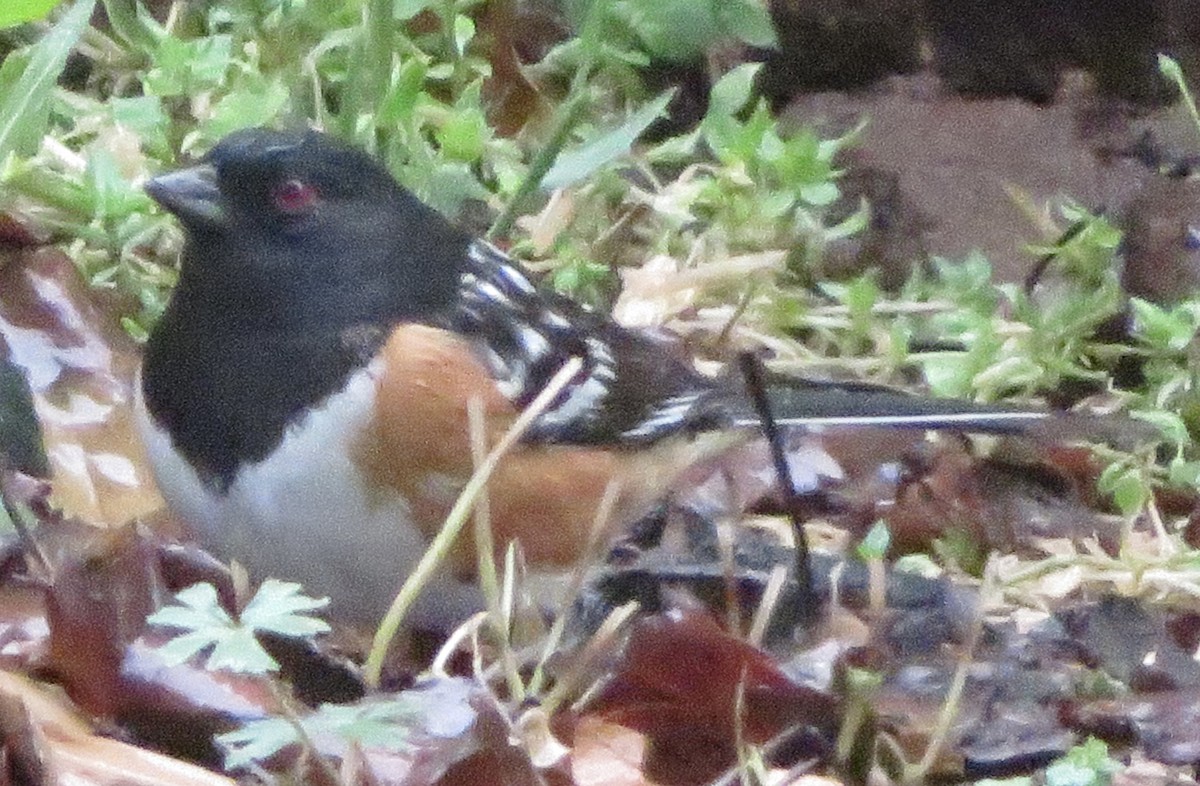 Spotted Towhee - ML563217651