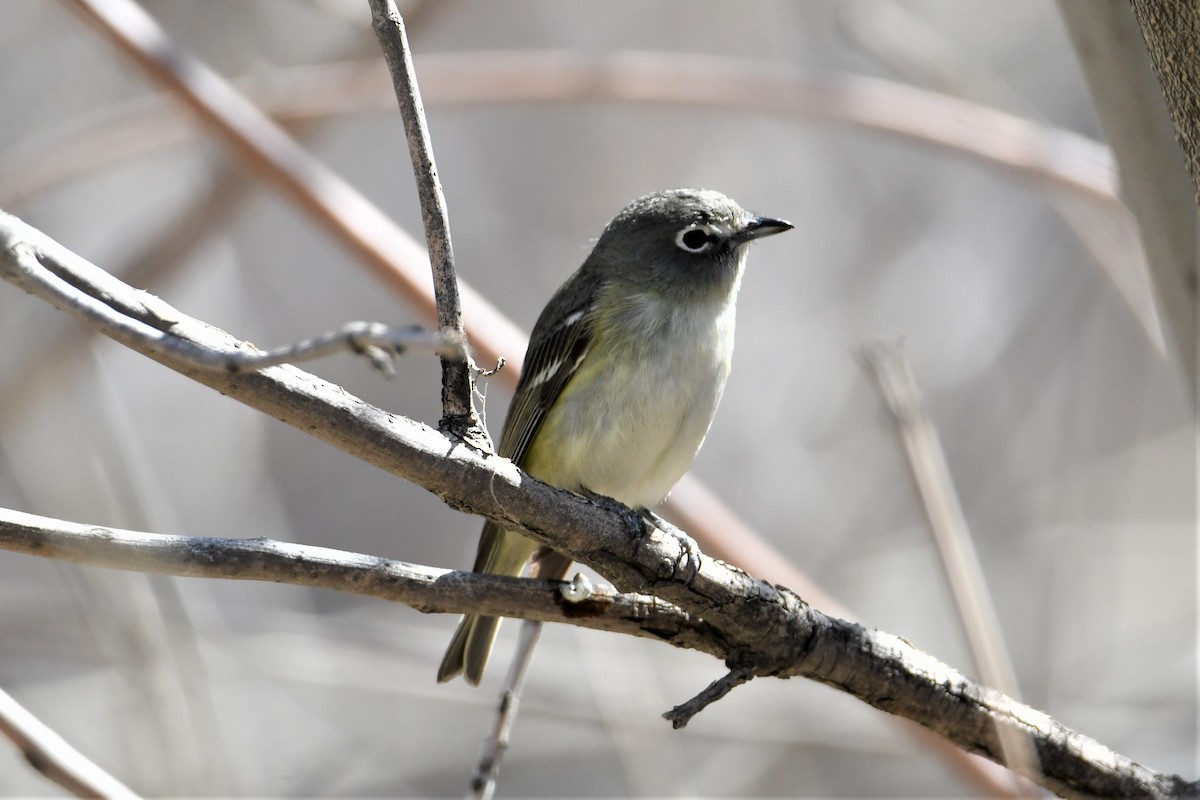 Cassin's Vireo - Lori Brummer