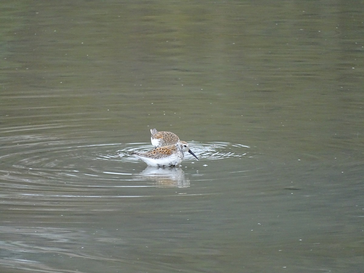 Dunlin - ML563218511