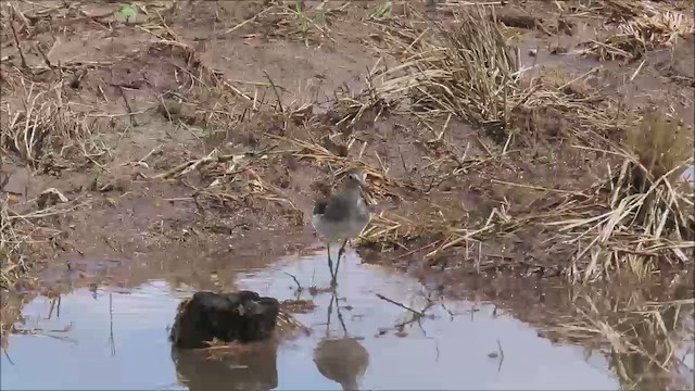 Spotted Sandpiper - ML563218581