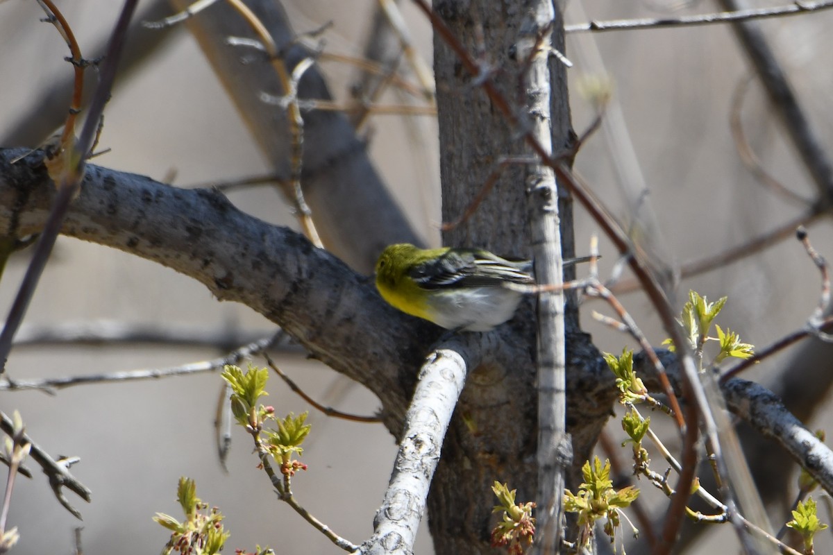 Yellow-throated Vireo - ML563218921