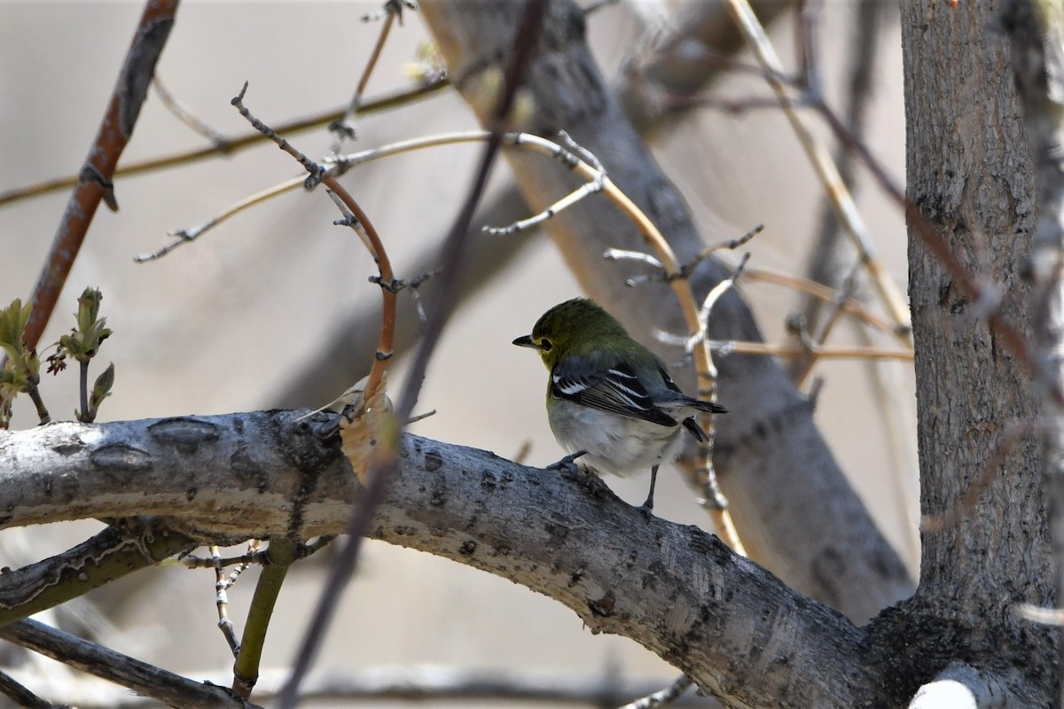 Yellow-throated Vireo - ML563219061