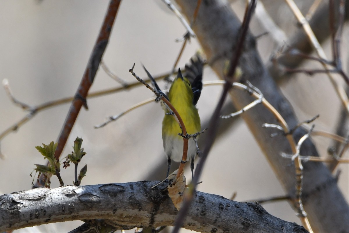 Sarı Gerdanlı Vireo - ML563219161