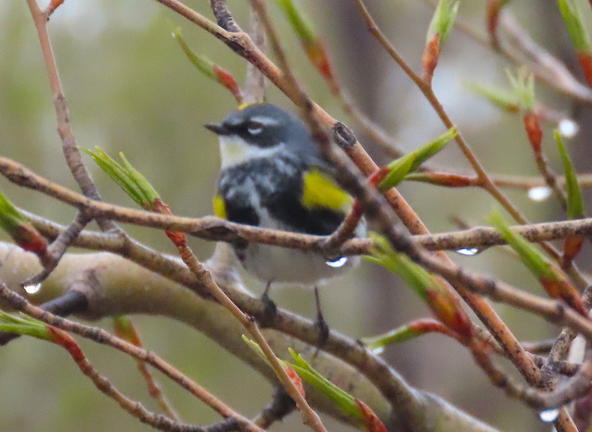 Yellow-rumped Warbler (Myrtle x Audubon's) - ML563219271