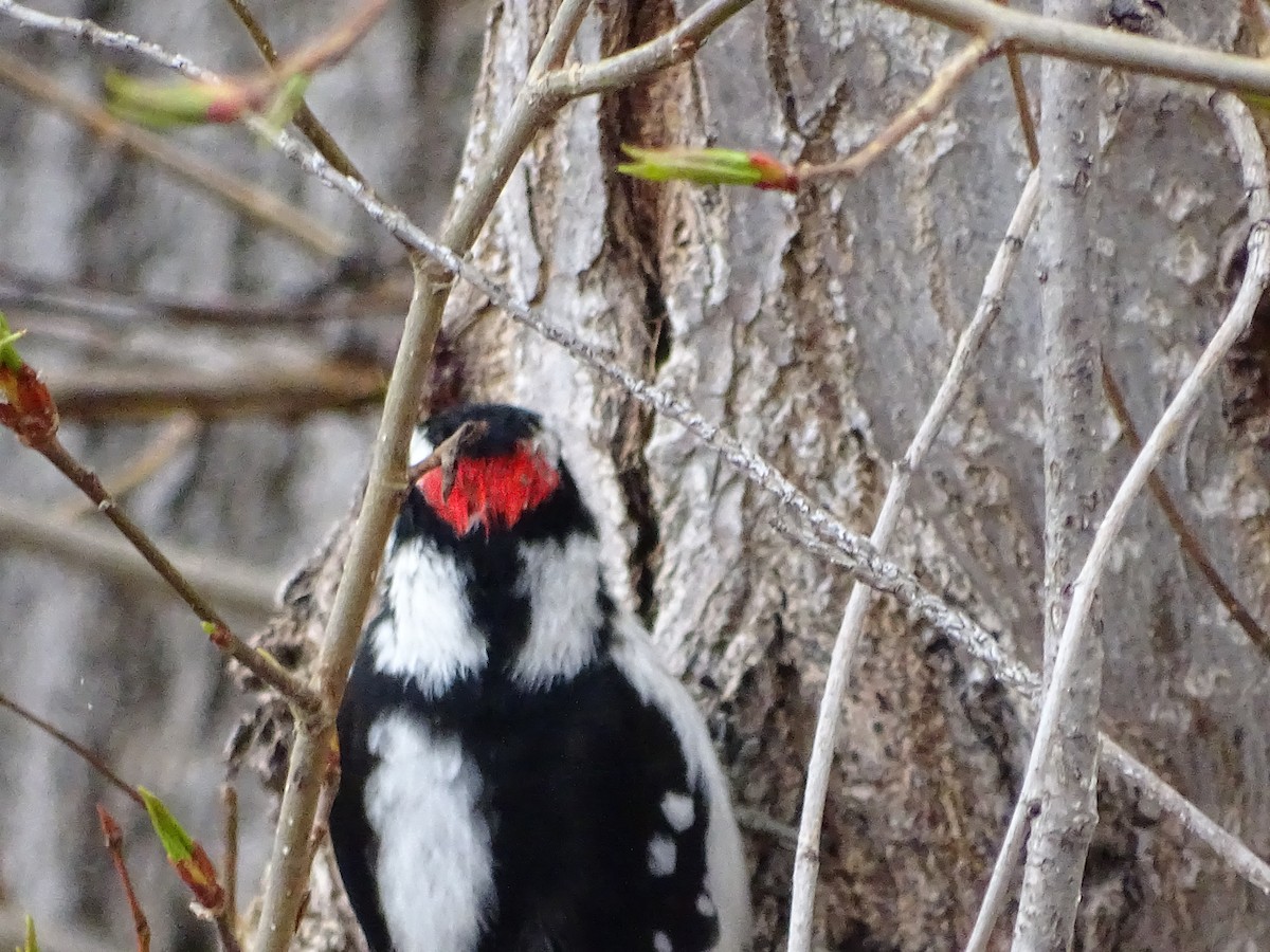 Downy Woodpecker - ML563219431