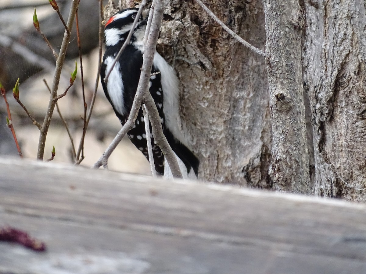 Downy Woodpecker - ML563219441