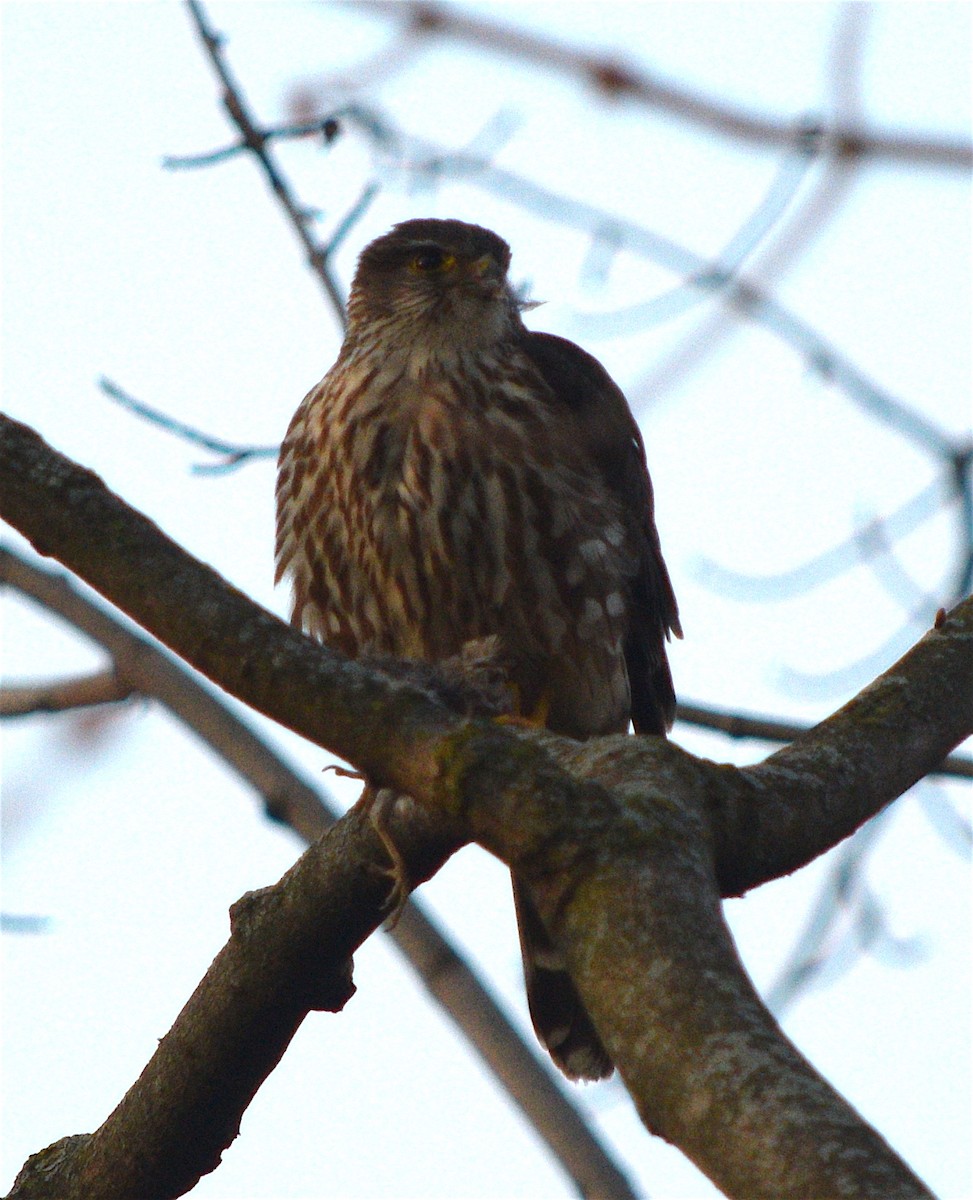 Merlin - ML563219781