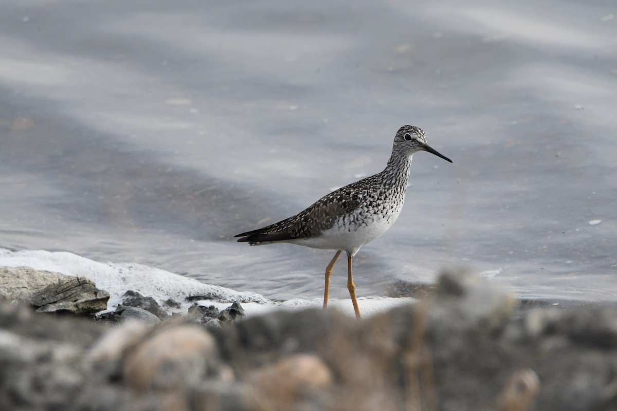 Lesser Yellowlegs - ML563220741