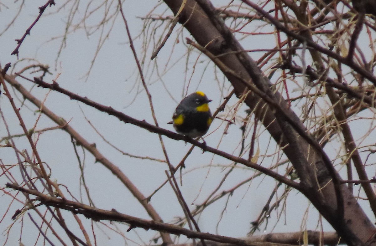 Yellow-rumped Warbler (Audubon's) - ML563220791