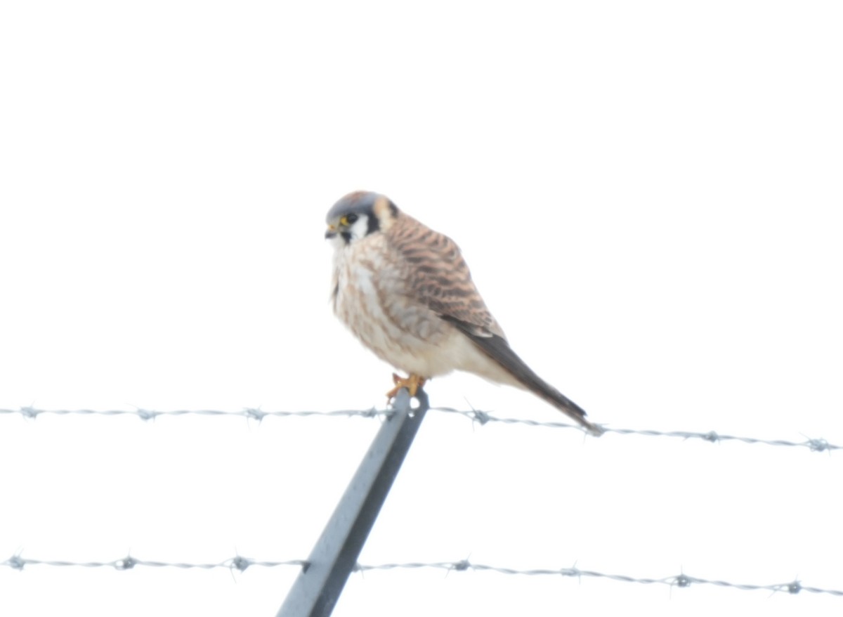 American Kestrel - ML563221391