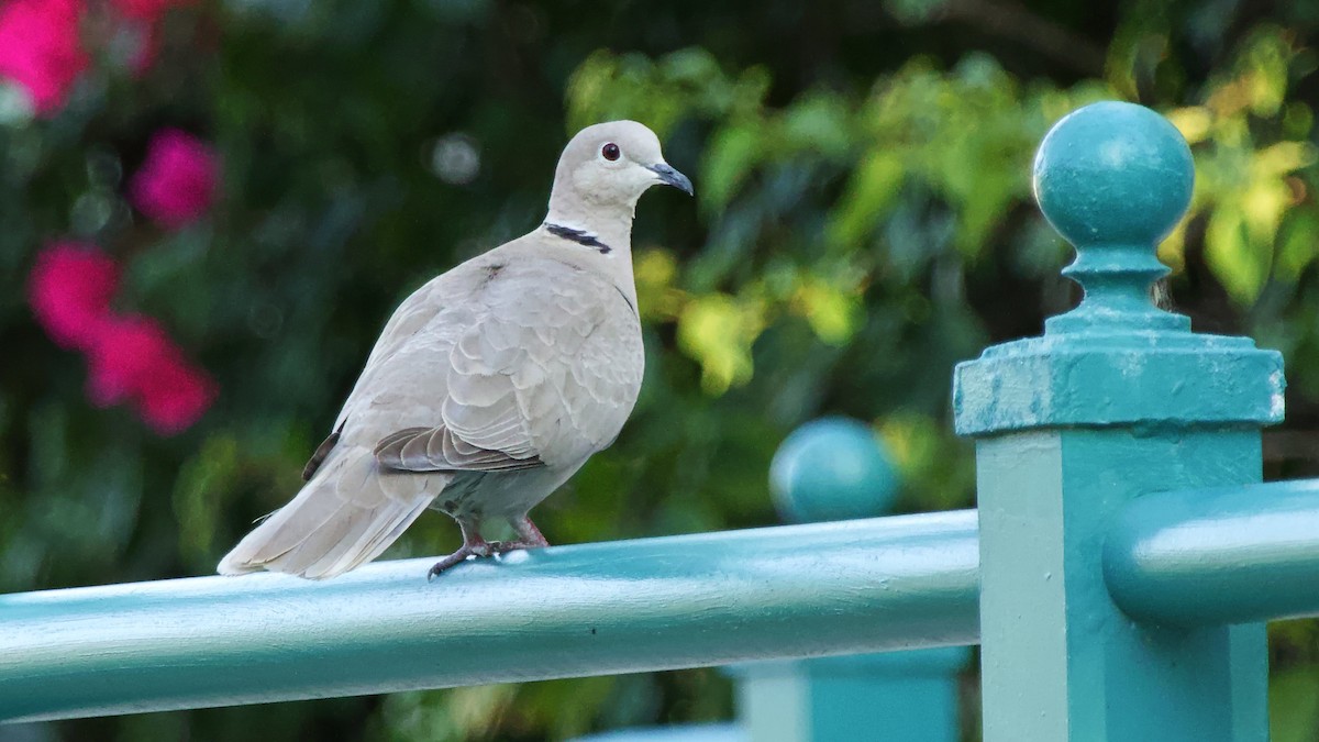 Eurasian Collared-Dove - Gregory Gough 🦚