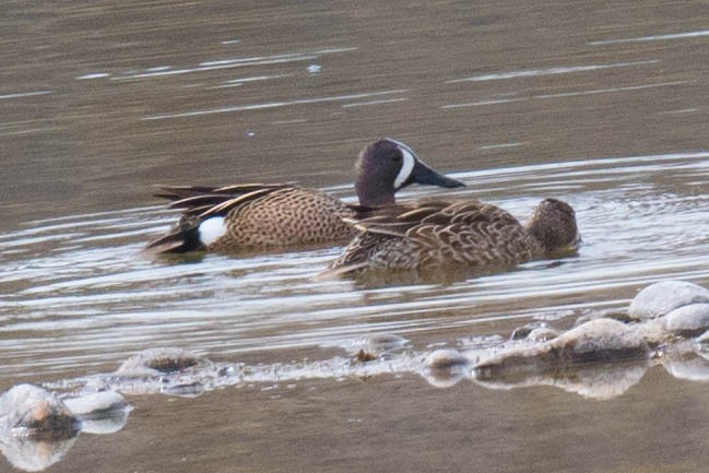 Blue-winged Teal - ML563221991