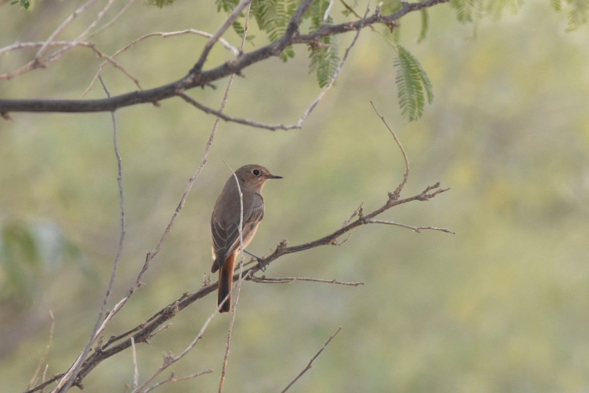 Common Redstart - ML563222691