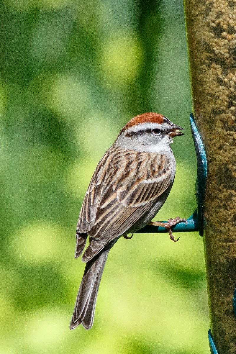 Chipping Sparrow - ML563223001
