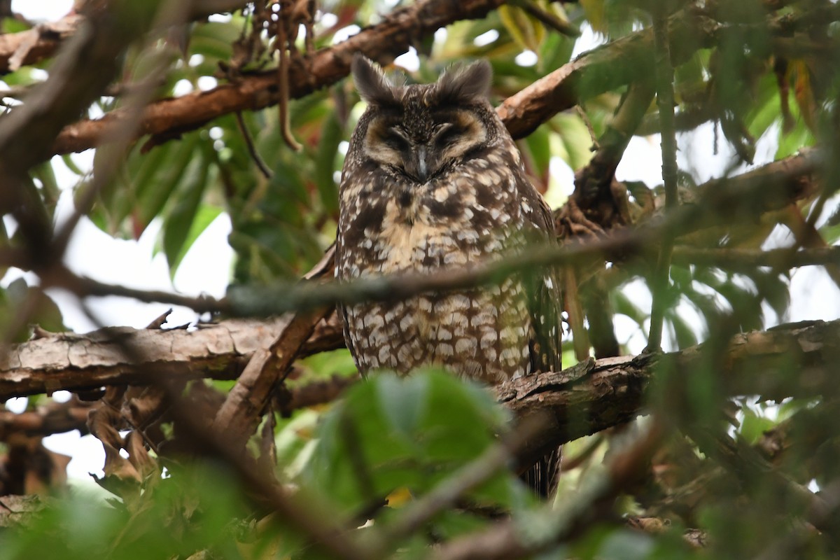 Abyssinian Owl - ML563223361