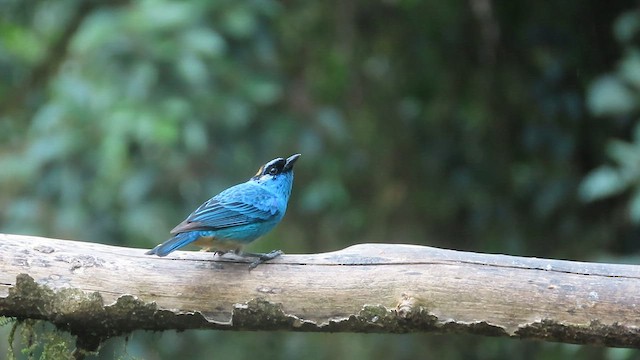 Golden-naped Tanager (Golden-naped) - ML563223741