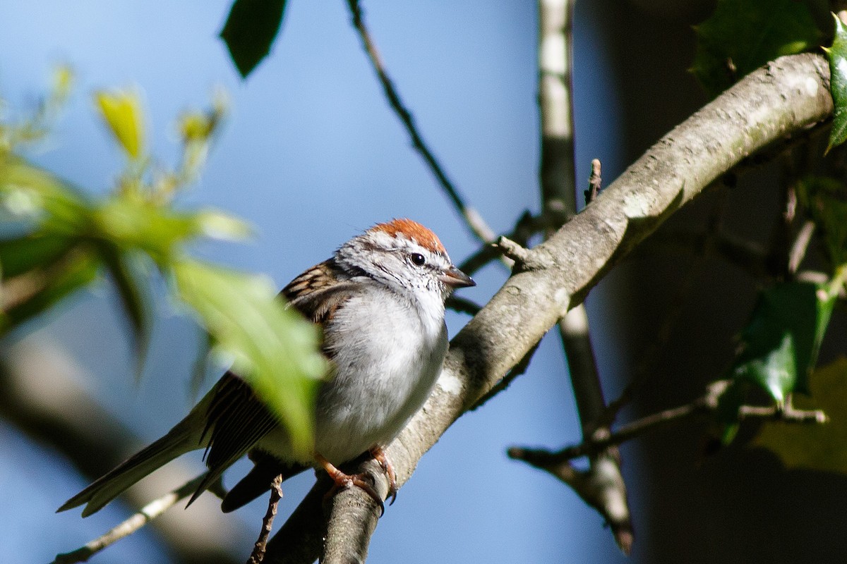 Chipping Sparrow - ML563223841