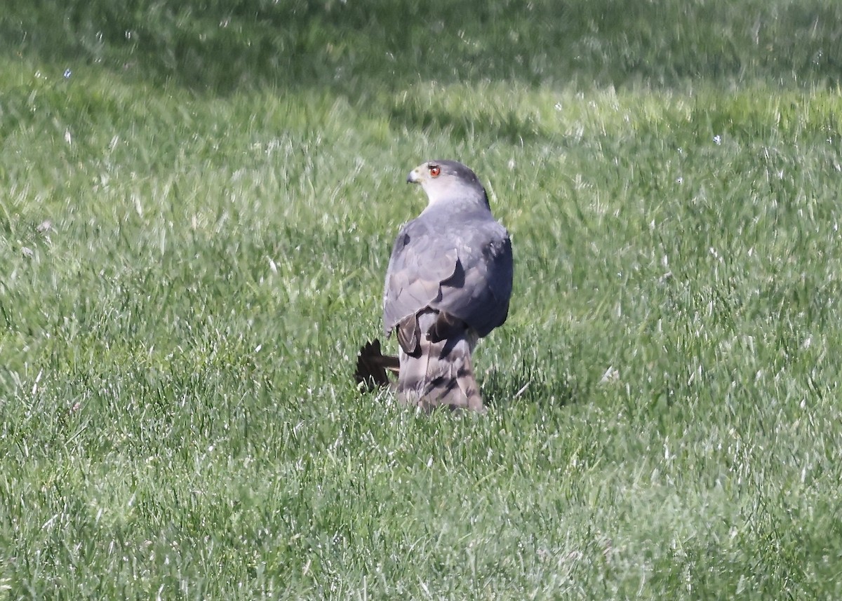 Cooper's Hawk - Betsy Staples