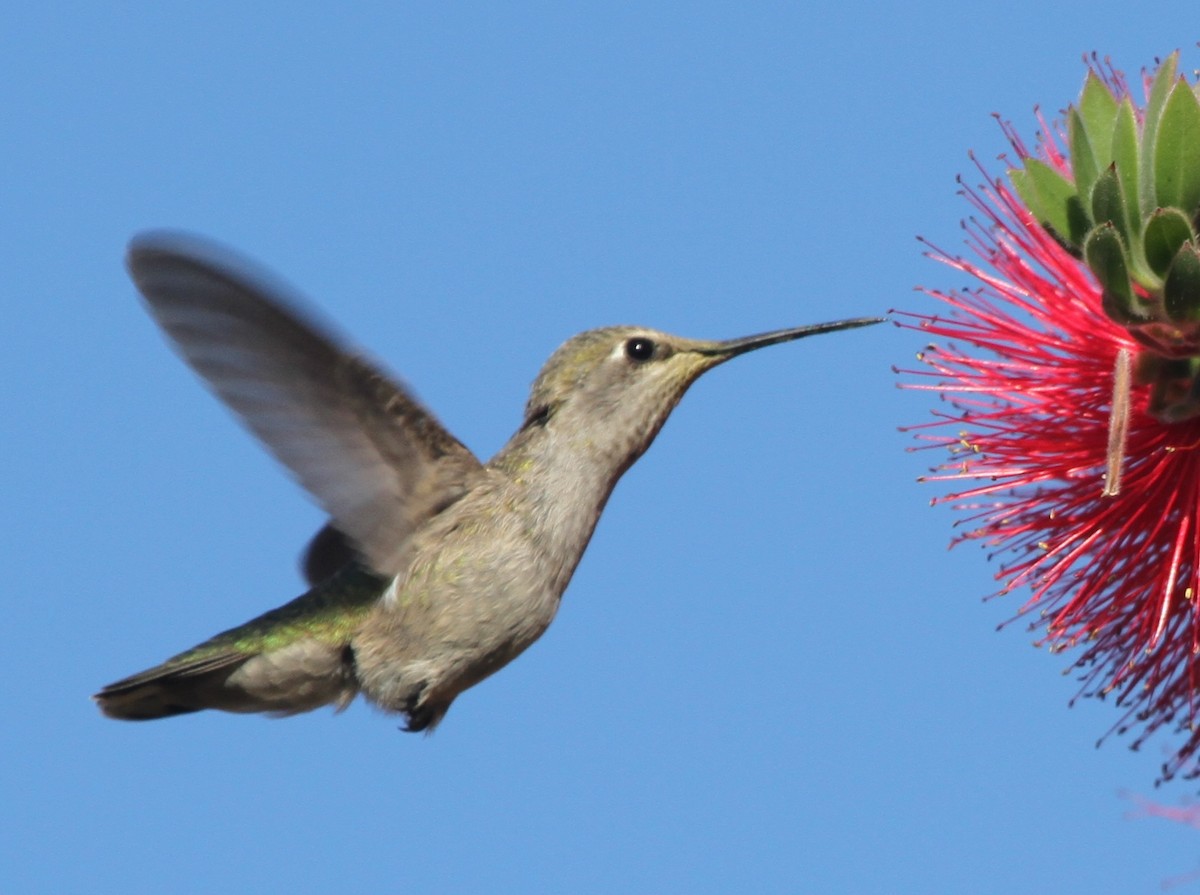 Anna's Hummingbird - ML56322471