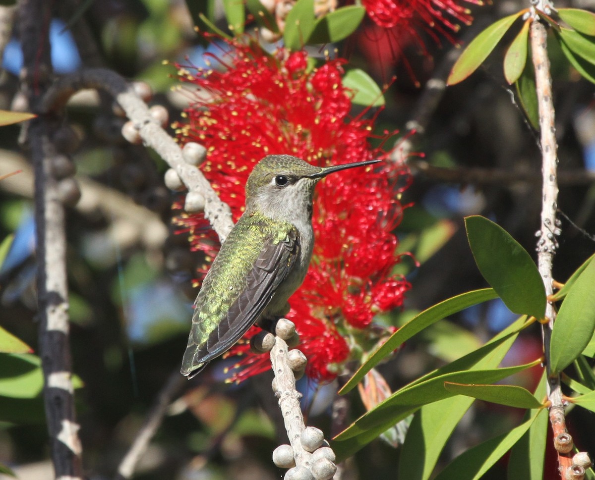 Anna's Hummingbird - ML56322491