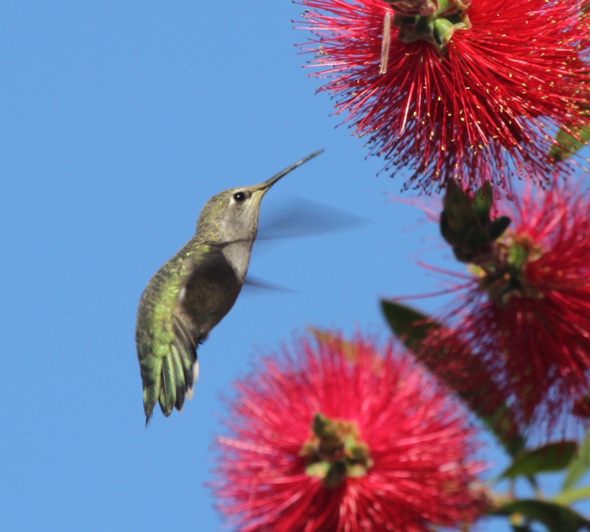 Anna's Hummingbird - ML56322501