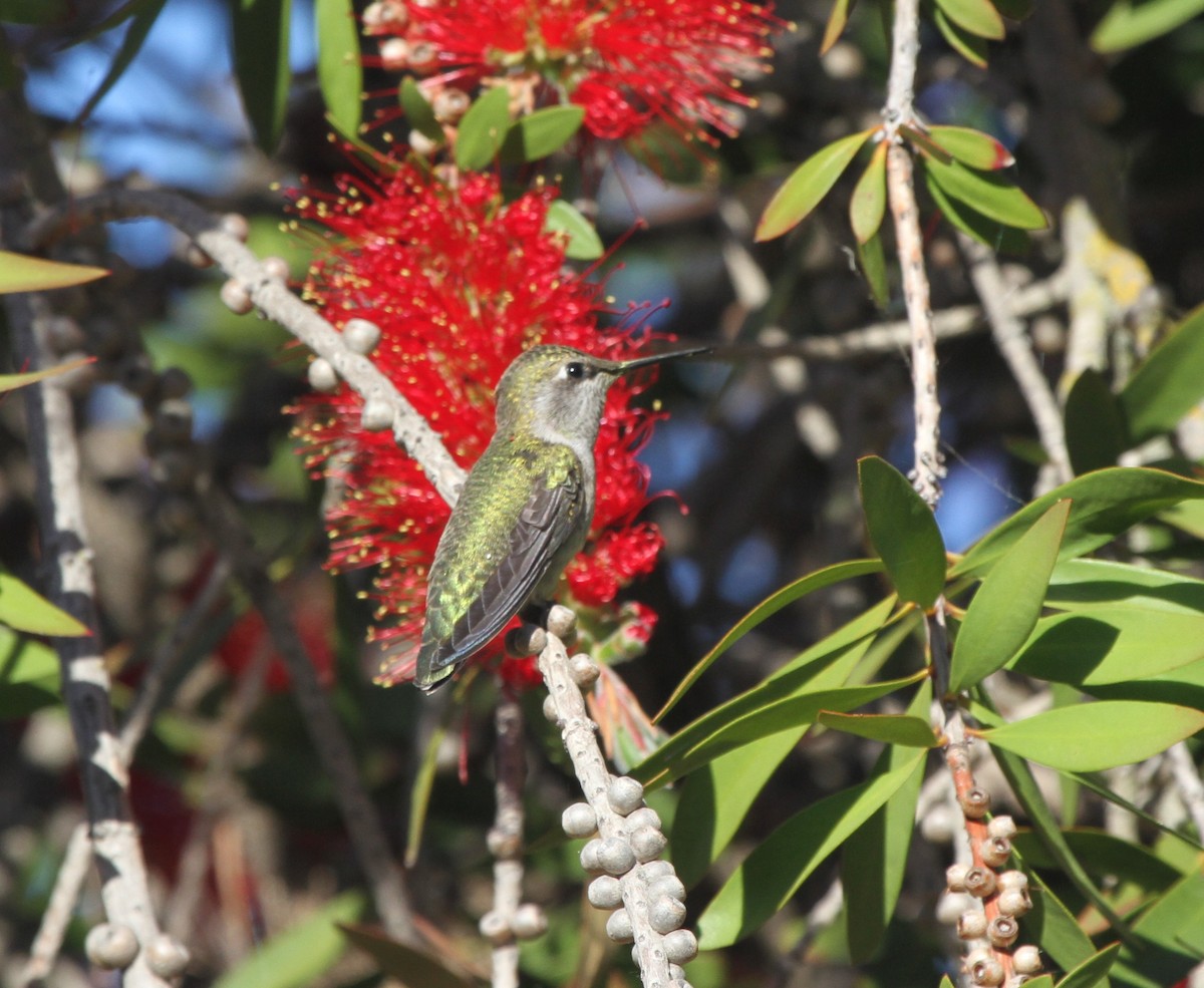 Anna's Hummingbird - ML56322561