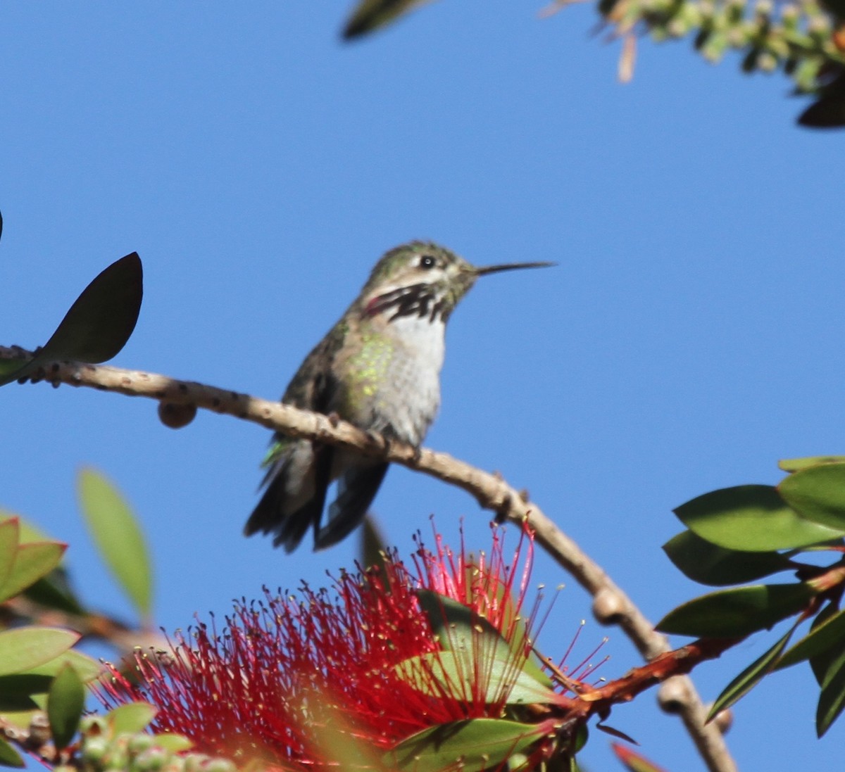 Calliope Hummingbird - ML56322571