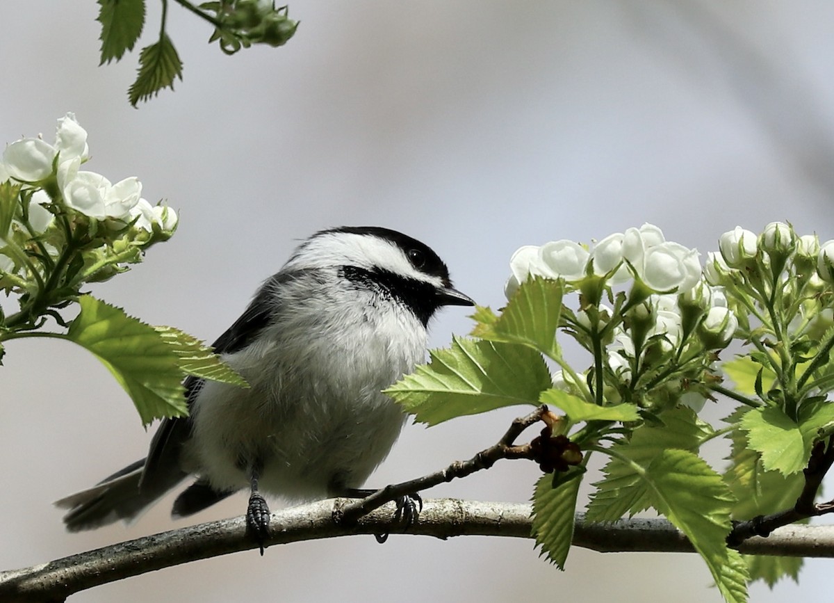 Mésange à tête noire - ML563225811