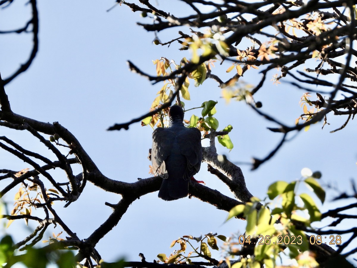 White-crowned Pigeon - ML563226991