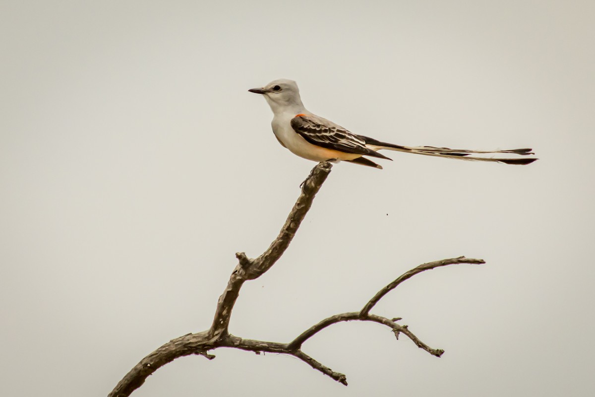 Scissor-tailed Flycatcher - ML563227251