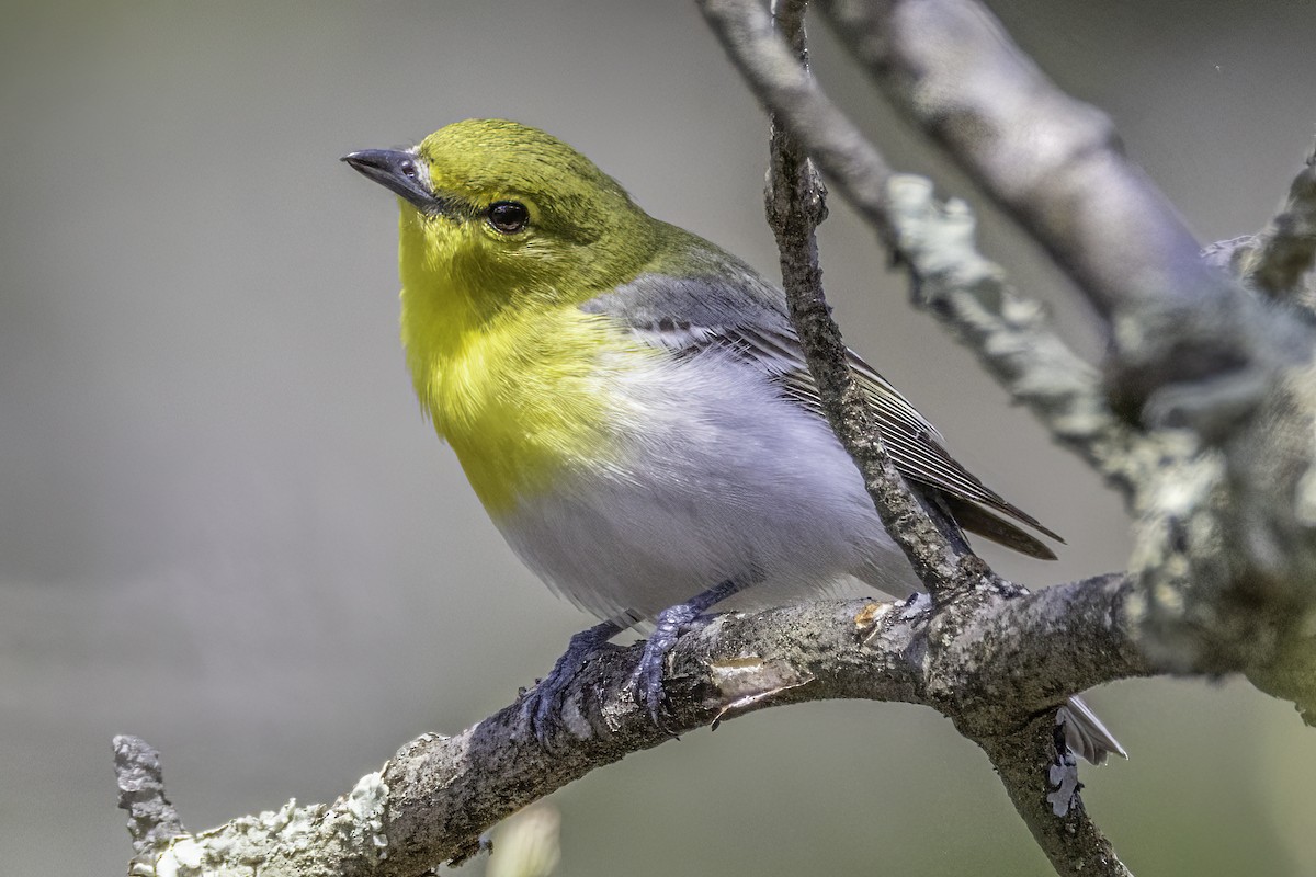 Yellow-throated Vireo - Ronald Zigler