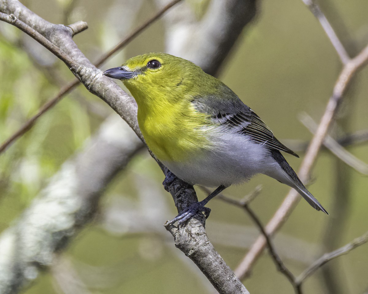 Yellow-throated Vireo - ML563227511