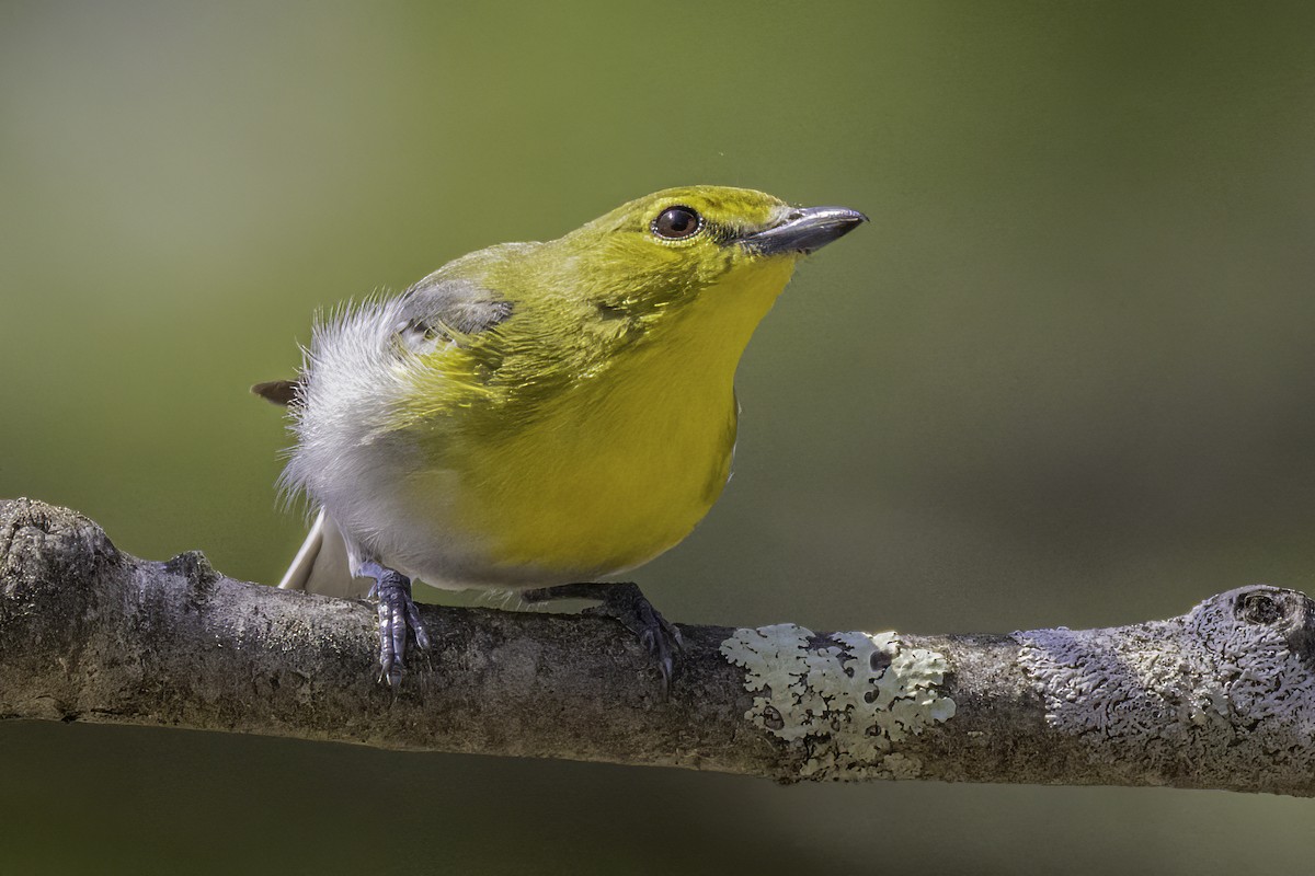 Yellow-throated Vireo - Ronald Zigler