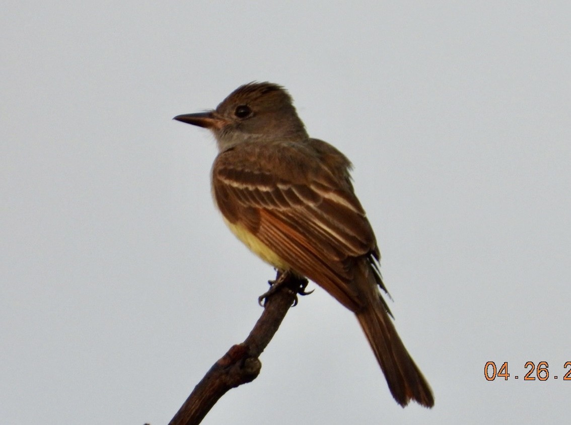 Great Crested Flycatcher - ML563227761
