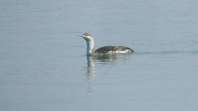 Red-throated Loon - ML563228331